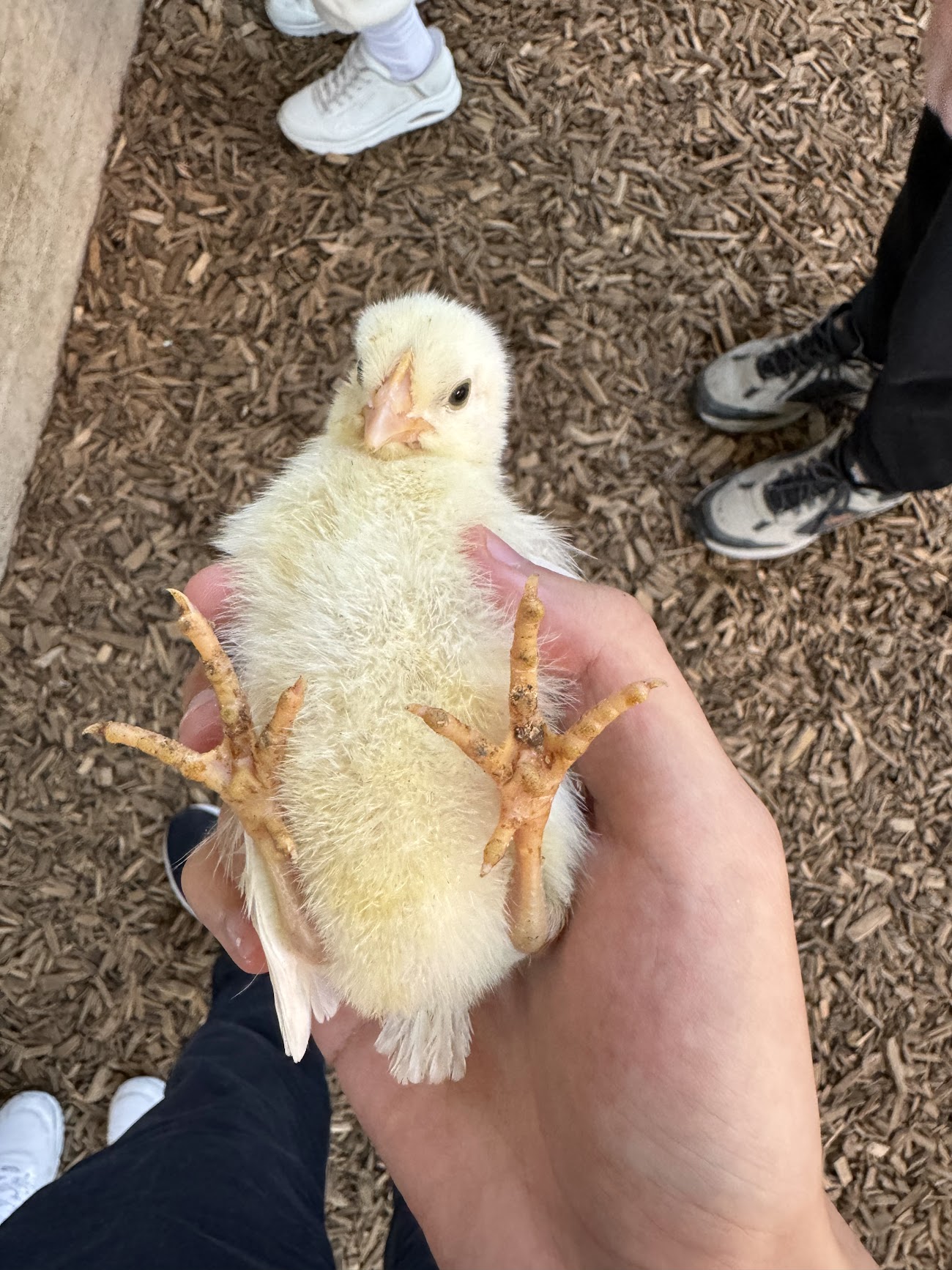 Good bird