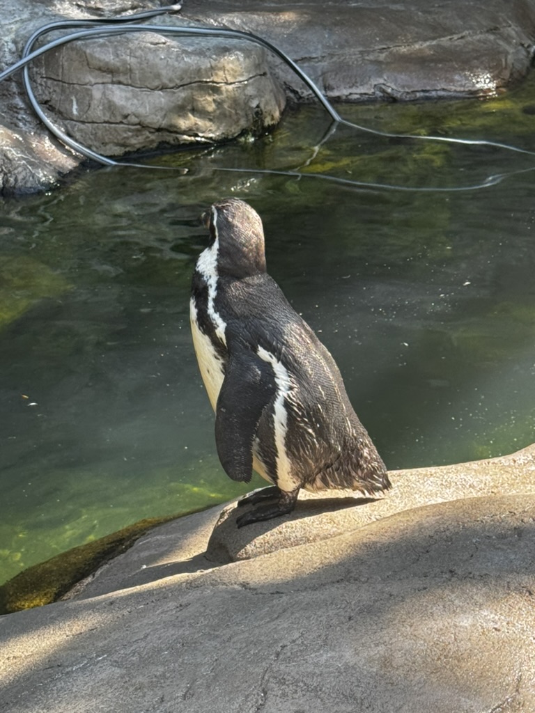 許久未見的PENGUIN